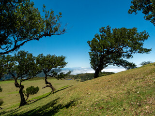 View from the so-called fairy garden on Madeira over the cloud cover. Old laurel trees can be seen...