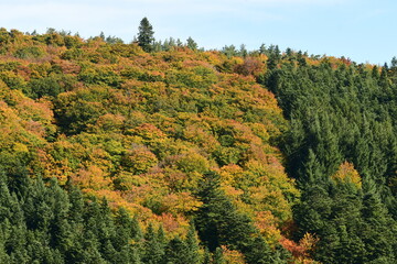 Forest in autumn in France