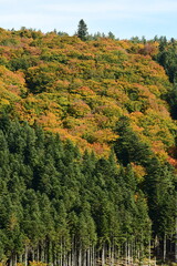 Forest in autumn in France