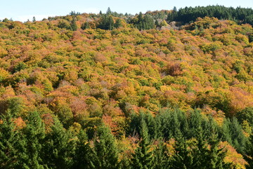 Forest in autumn in France