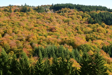 Forest in autumn in France