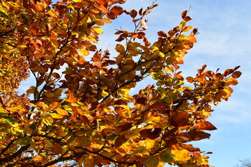 Forest in autumn in France