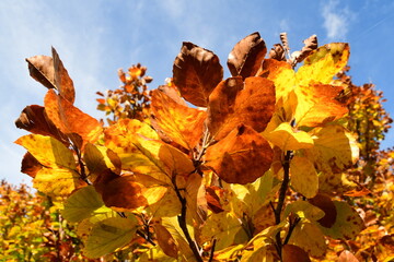 Forest in autumn in France
