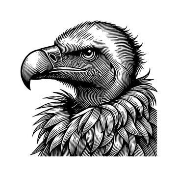 recommend clip art: vulture head portrait engraving black and white outline