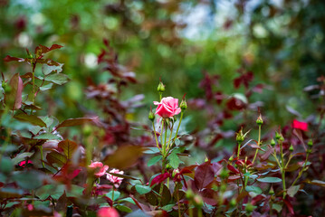 バラの花　プリンセスアイコ