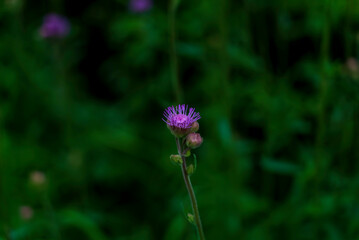 ポンポンアザミ