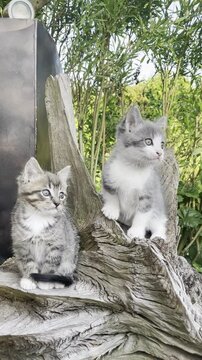 Cute cats