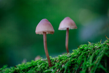 Pilze
