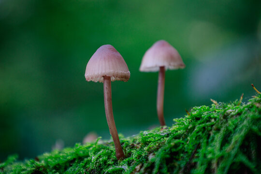 Pilze