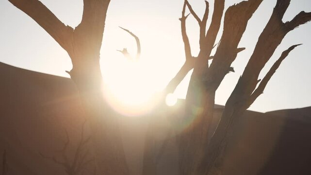 Side panning of the dry trees at the famous Deadvlei in a beautiful sunrise at Sossusvlei, Sesriem, Namibia, Africa