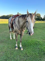 western horse