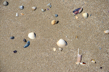 North Sea mussels on the sandy beach of the island of Wangerooge.