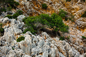 Brown basalt rock with small pine tree  grows on steep slope. The rock consist from white and brown...