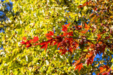 Beautiful Autumn Background: Red Maple Leaves on a Sunny Day.