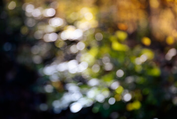 Obraz premium Blurred image of autumn forest.