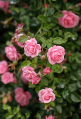 pink roses are blooming in the garden