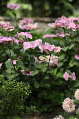 heather pink flowers in the garden