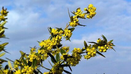 Petrovaradin Fortress and it's surroundings in bright spring day