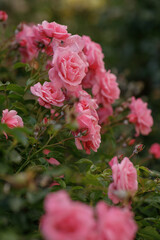pink roses are blooming in the garden