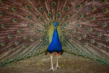 Obraz premium Peacock in the digestive period with an open tail