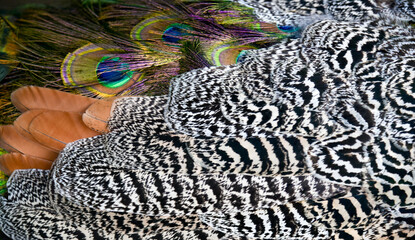 Texture and color background of beautiful heterogeneous peacock bird plumage. Full frame with monochromatic, orange and colorful feathers patterns. Elegance, luxury, mix and match and trends concepts.