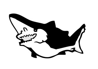 black and white shark