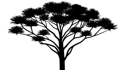 Obraz premium Araucaria tree with triangular leaves against the sky, vector illustration art