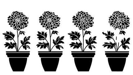 Fototapeta premium Chrysanthemums arranged upright in clusters in a planter, vector illustration art