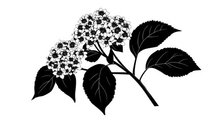 A close-up of an oakleaf hydrangea bloom captured in a landscaped garden, vector illustration art