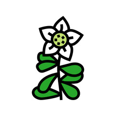 brahmi ayurvedic herb color icon vector. brahmi ayurvedic herb sign. isolated symbol illustration