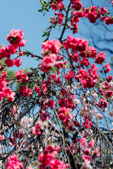 足立区農業公園に咲く桜の花