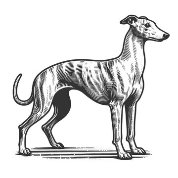 recommend clip art: Greyhound whippet dog, sleek body, long legs, and graceful posture sketch engraving generative ai fictional character vector illustration. Scratch board imitation. Black and white image.