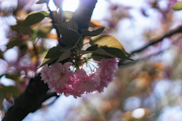 足立区農業公園に咲く桜の花