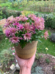 Pink chrysanthemums in pots that are almost finished blooming are held in a wicker planter by a woman's hand against a green garden and gray sky. Perfect for flower decor projects, home and garden pro