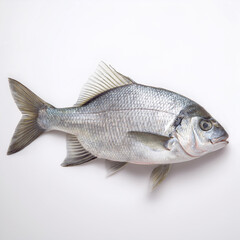 poisson, aliment, isol&eacute;, br&egrave;me , frais, fruits de mer, brut, blanc, animal, p&ecirc;che, sain, mer, ailette, arc-en-ciel, fra&icirc;cheur, argent, attraper, eau douce, queue, studio, repas, fond blanc, viande