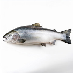 Fototapeta premium poisson, aliment, isolé, truite, frais, fruits de mer, brut, blanc, salmon, animal, pêche, sain, mer, ailette, arc-en-ciel, fraîcheur, argent, attraper, eau douce, queue, studio, repas, fond blanc, vi