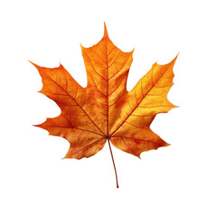Naklejka premium fallen maple leaf, autumn element, hyper-realistic photography, rich red and orange hues