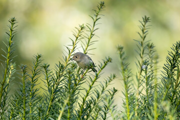 Ruby-Crowned Kinglet
