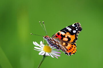 Fototapeta premium Butterfly and insect in nature on flower. beautiful garden beauty concept. a small colorful butterfly sits on a flower. a small butterfly sits on a flower in nature lifestyle.
