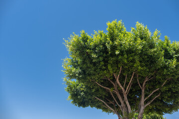 Ficus nitida.Ficus microcarpa nitida. evergreen trees. rubber tree.