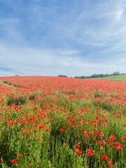 Wild Poppy Field