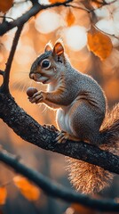 Obraz premium Curious Squirrel with Acorn in Autumn Forest Glow