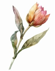 Fototapeta premium Soft Watercolor Flower Bud on White Background for Minimalist Design Generative AI