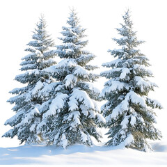Obraz premium Beautiful Snowy Pine Trees in Winter Landscape for Seasonal Decorations