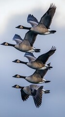 Obraz premium Majestic Wild Geese in V-Formation Soaring Under Soft Cloudy Skies