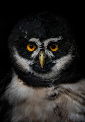 A close up of a Spectacled owl