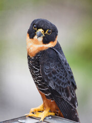 A blue falcon with a beautiful brown breast sitting on the eaves of the roof, looking directly into the camera. Birds, ornithology, ecology.