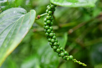 Fototapeta premium Fresh unripe peppercorn in the garden