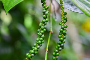 Fresh unripe peppercorn in the garden