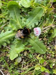 Hummel und Blume 